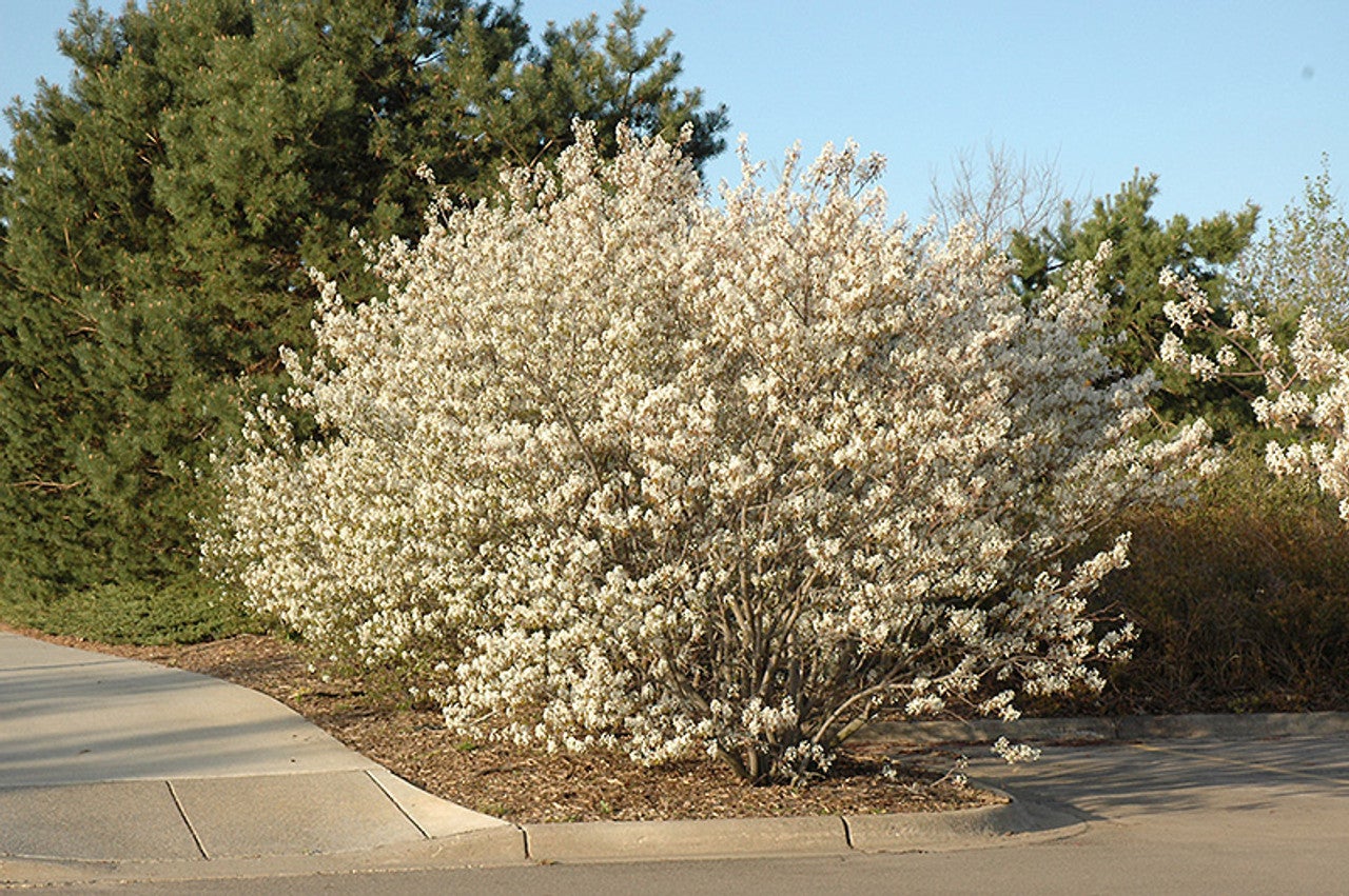 Deciduous Tree - Canadian Serviceberry Standary - #7 Container | Joe ...